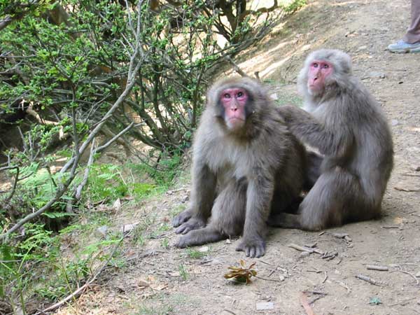 35monkeys.jpg